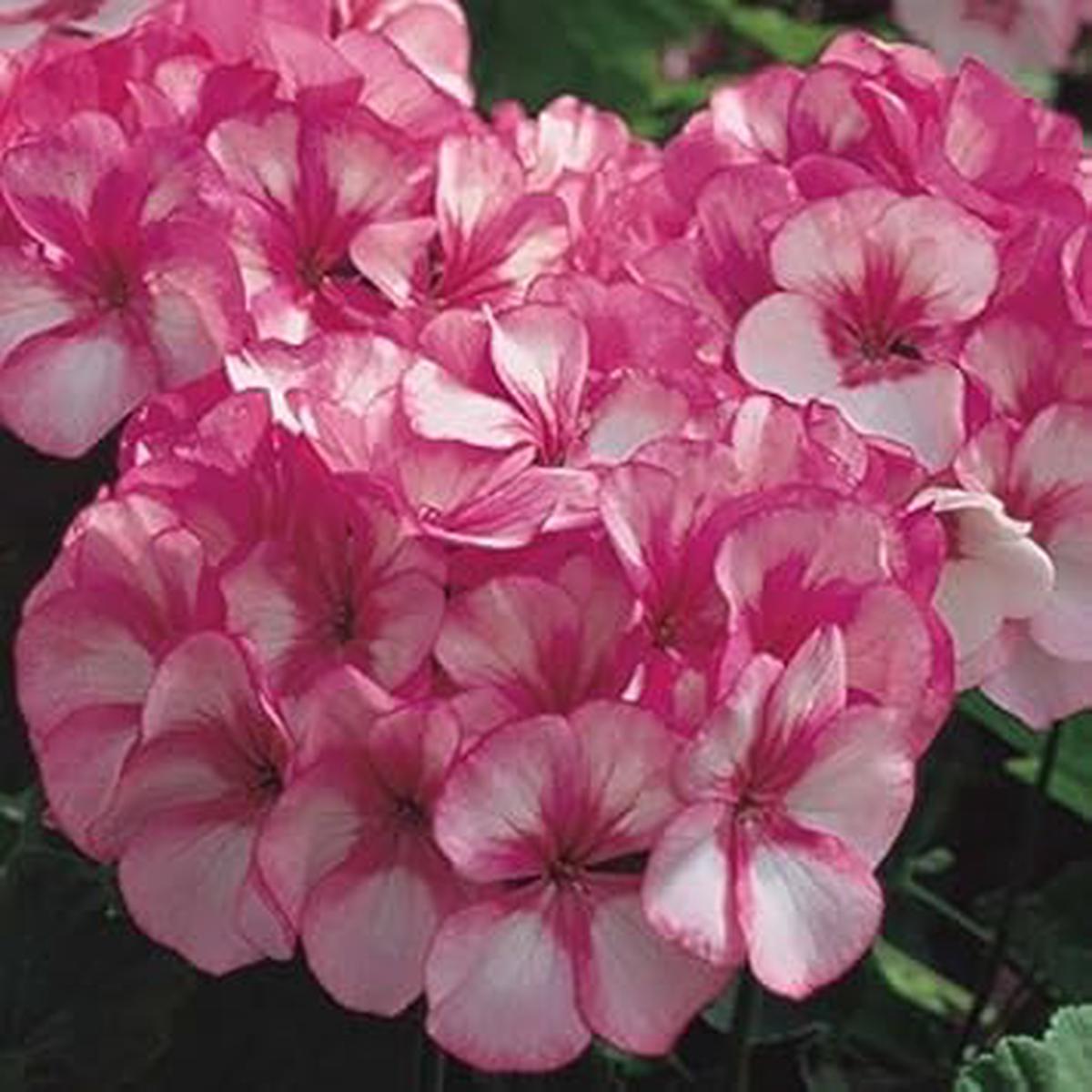 Pink White Geranium Flower Seeds for Planting | Heirloom Non-GMO High Germination Organic Garden Seeds