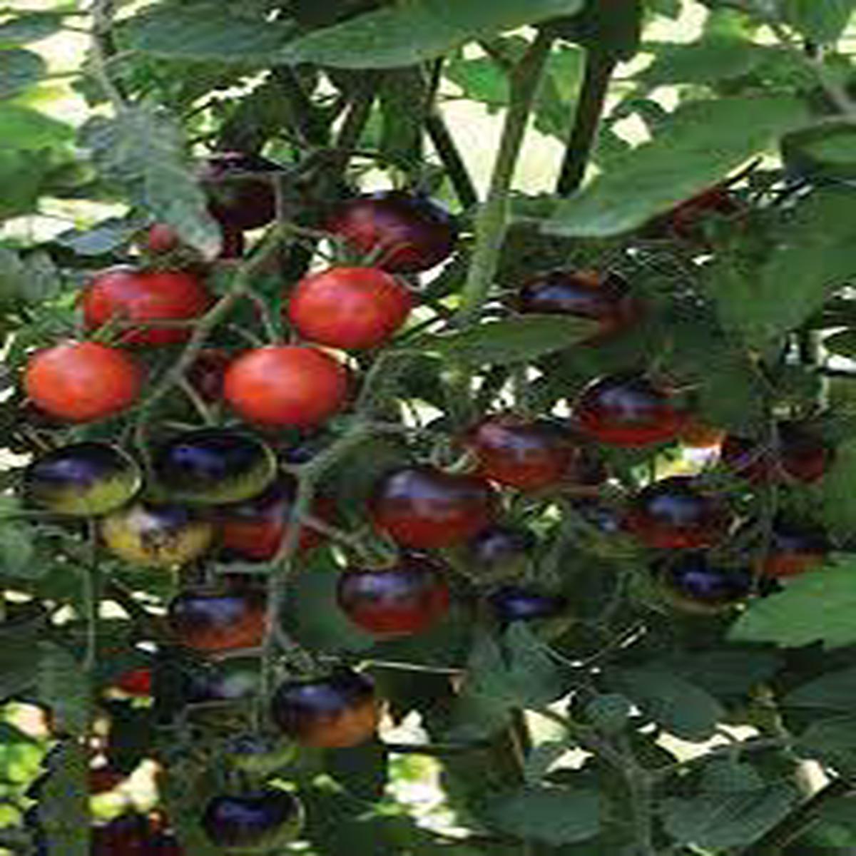 Red Black Midnight Tomato Seeds for Planting Heirloom Non-GMO Unique Bicolor Vegetable Seeds with High Germination
