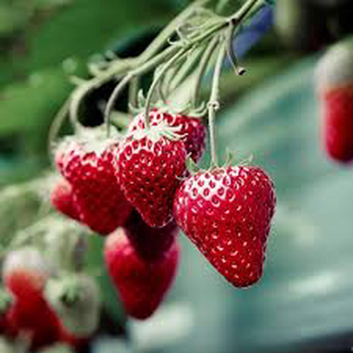 Strawberry Seascape fruit seeds for planting Heirloom & Non-GMO garden seeds, sweet berries for home gardens