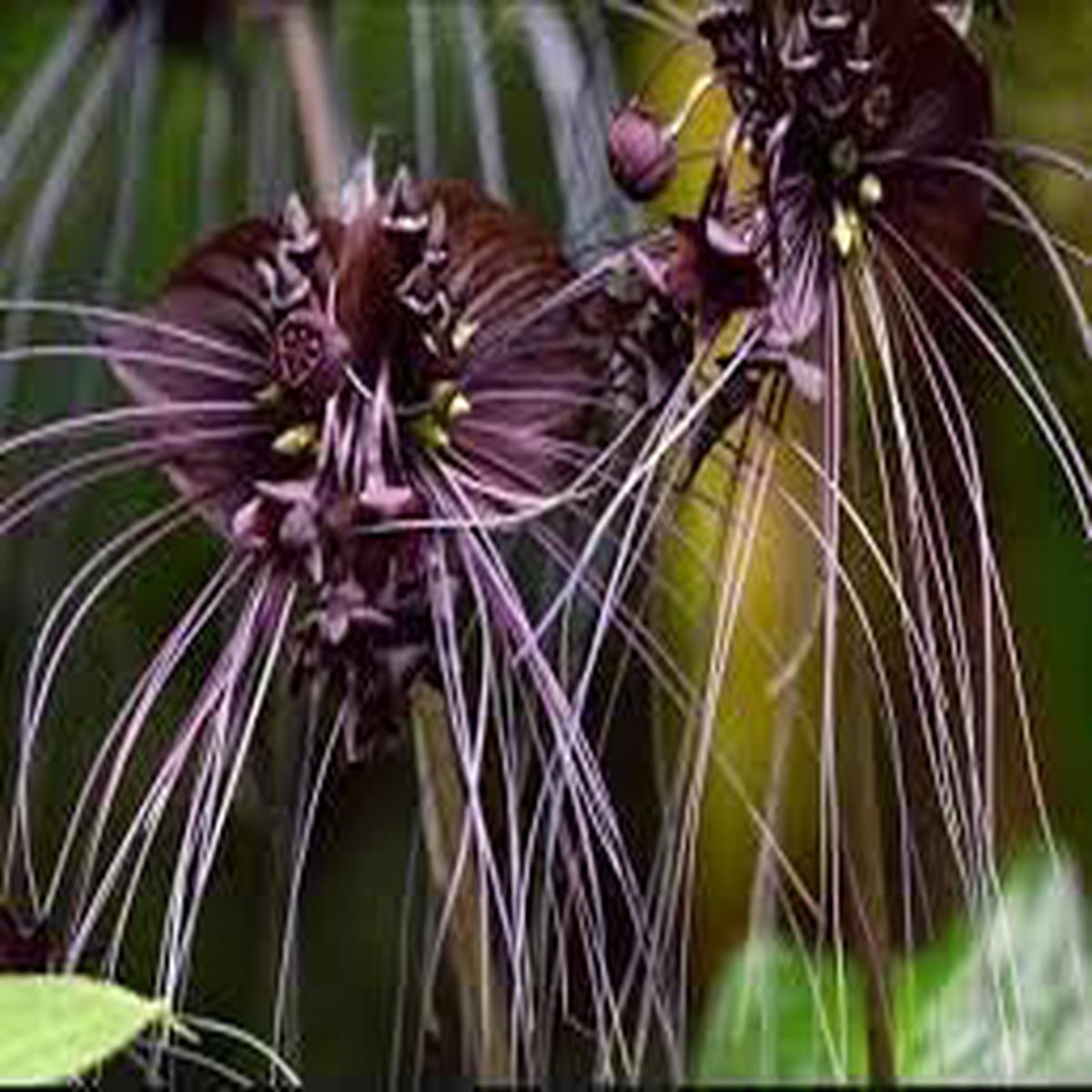 Tiger Orchid Flower Seeds for Planting  Heirloom, Non-GMO, High Germination, Organic Garden Seeds