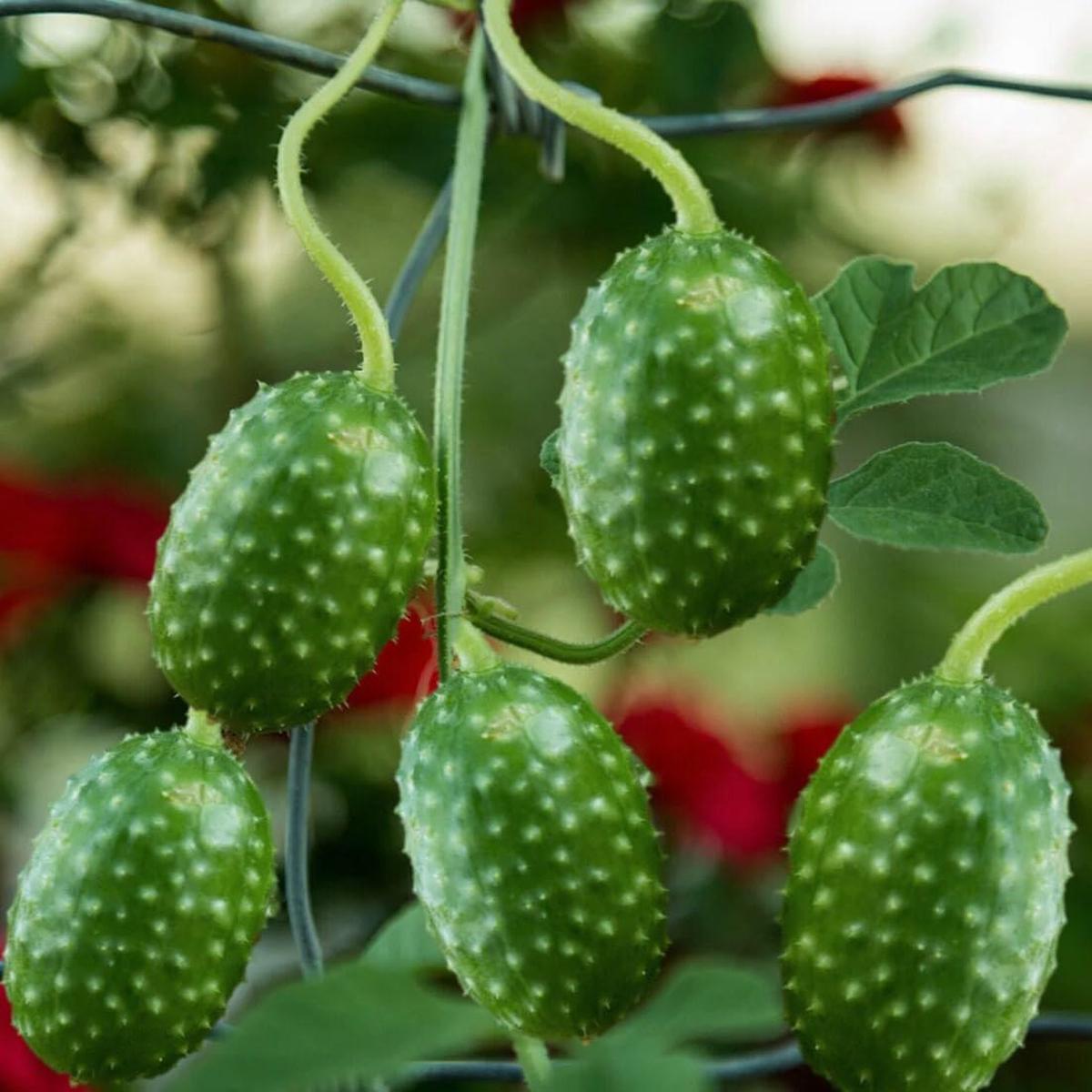 West Indian Gherkin Cucumber Seeds for Planting Heirloom, Non-GMO, Spiny Pickling Vegetable High Germination