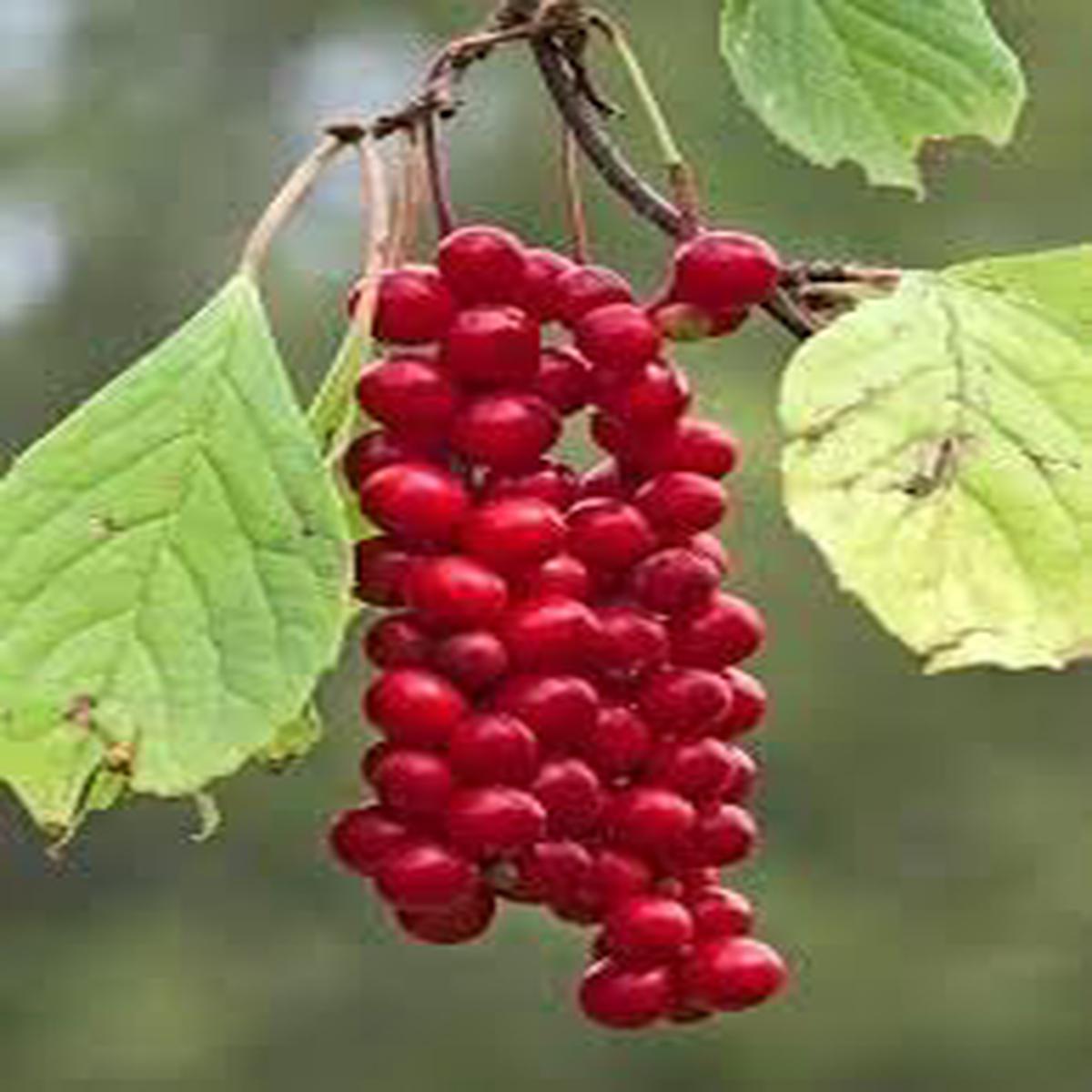 Yanang Tiliacora Triandra herb seeds for planting Heirloom & Non-GMO Garden seeds
