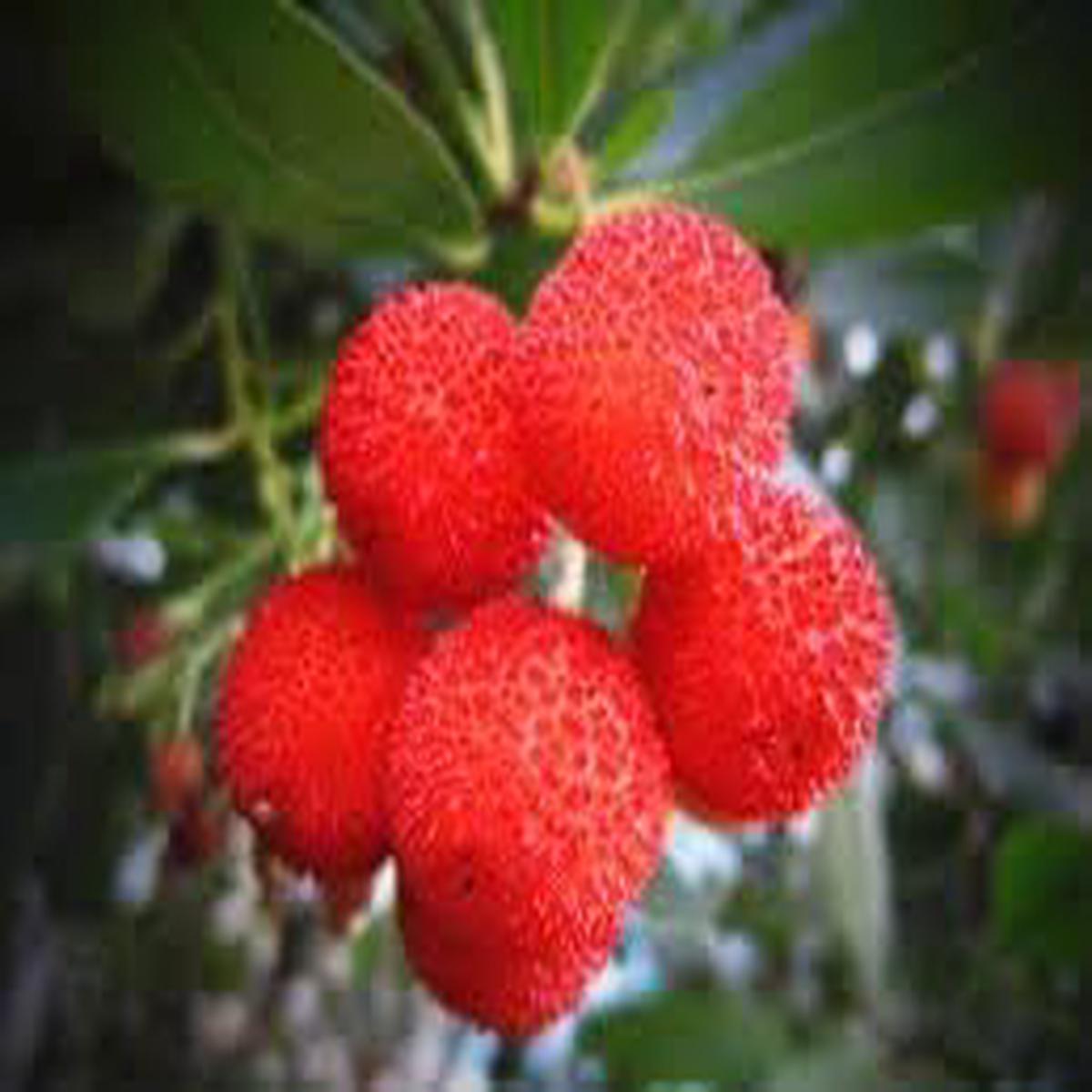 Yangmei Fruit Seeds for Planting  Heirloom, Non-GMO Sweet Asian Homegrown Garden Fruit Seeds