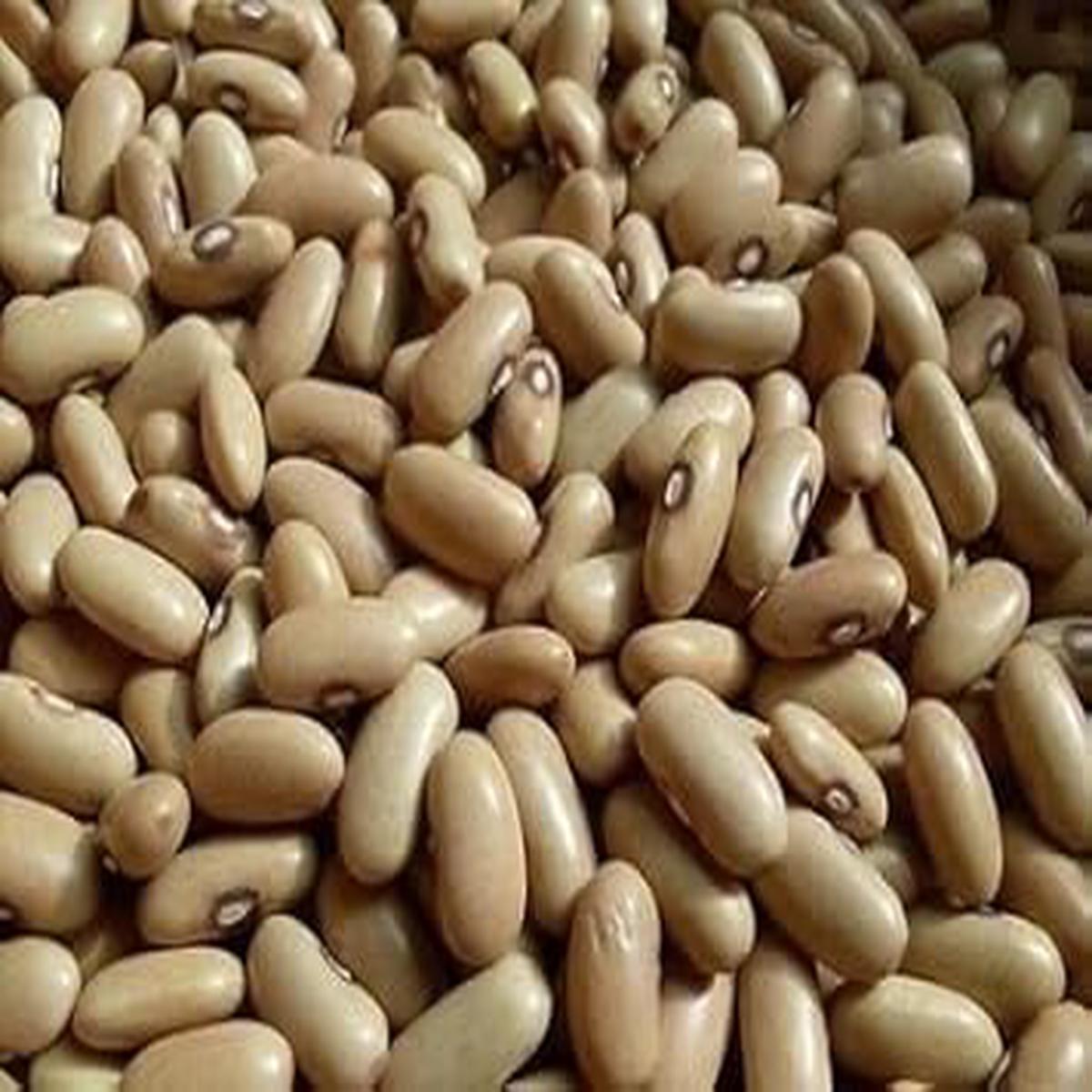 Yellow Arikara Bean flower seeds for planting - Heirloom & Non-GMO Garden Seeds