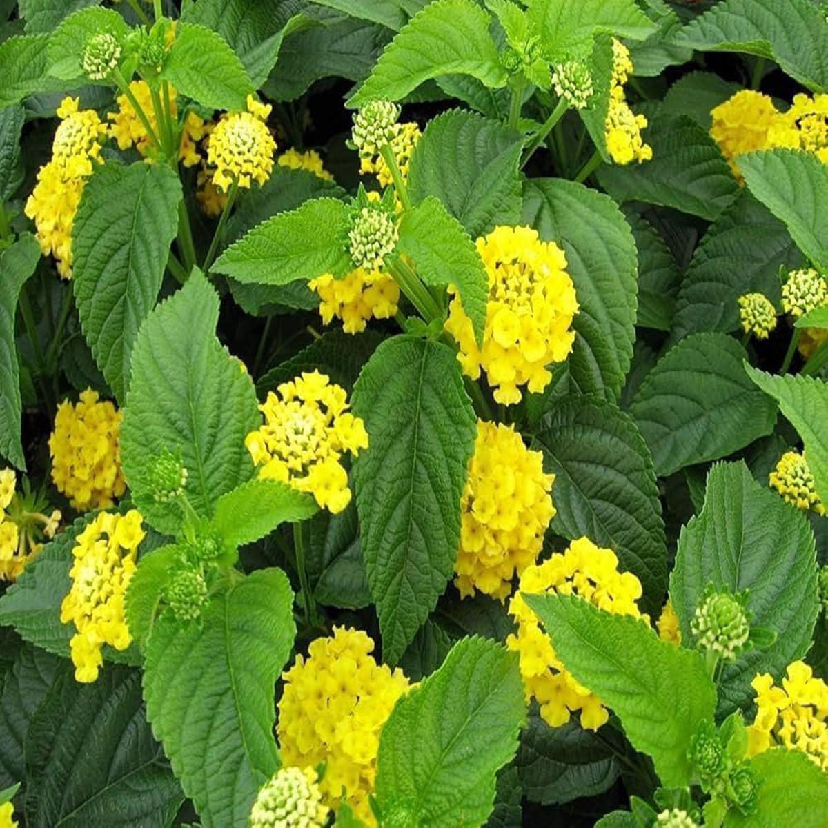 Yellow Verbena Didyma Flower Seeds for Planting  Heirloom, Non-GMO, High Germination, Organic Garden Seeds