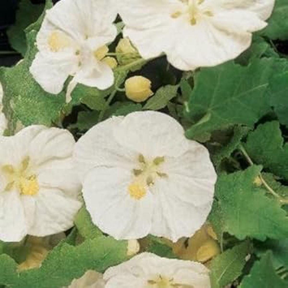 Abutilon Flower Seeds for Planting  Heirloom, Non-GMO, High Germination Organic Garden Seeds