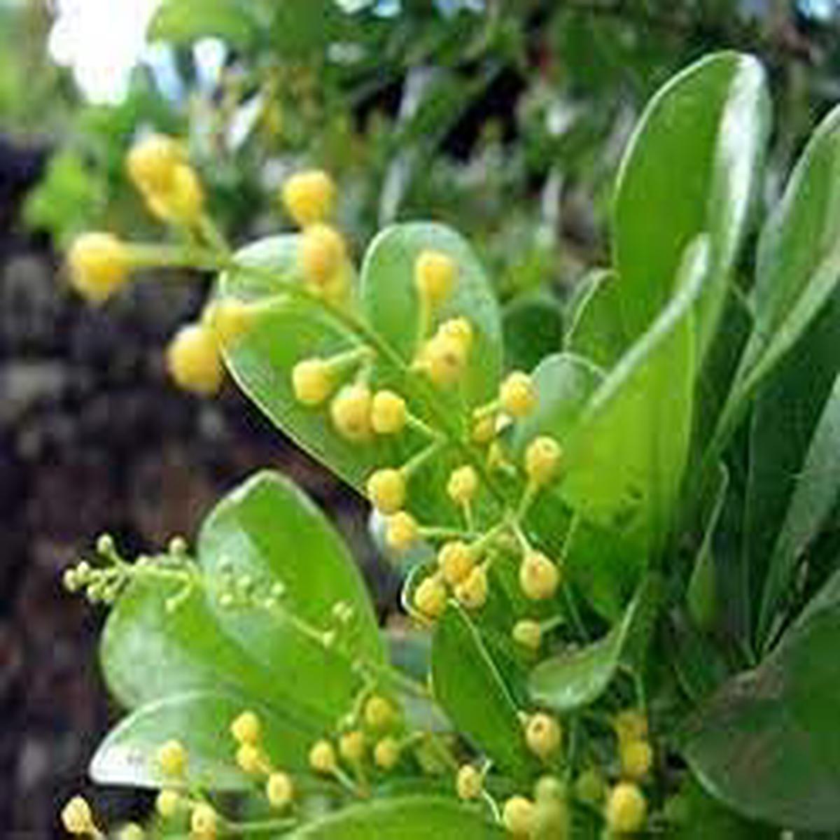 Aglaia Odorata Flower Seeds for Planting Bright Blooms, Heirloom, Non-GMO, High Germination