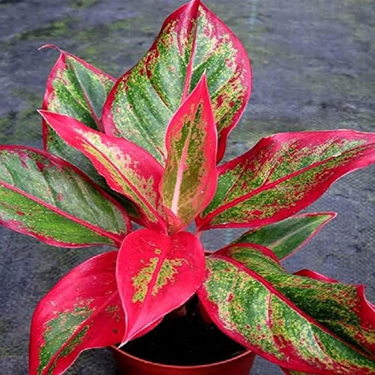 Aglaonema Flower Seeds for Planting Heirloom, Non-GMO, Low Maintenance, High Germination