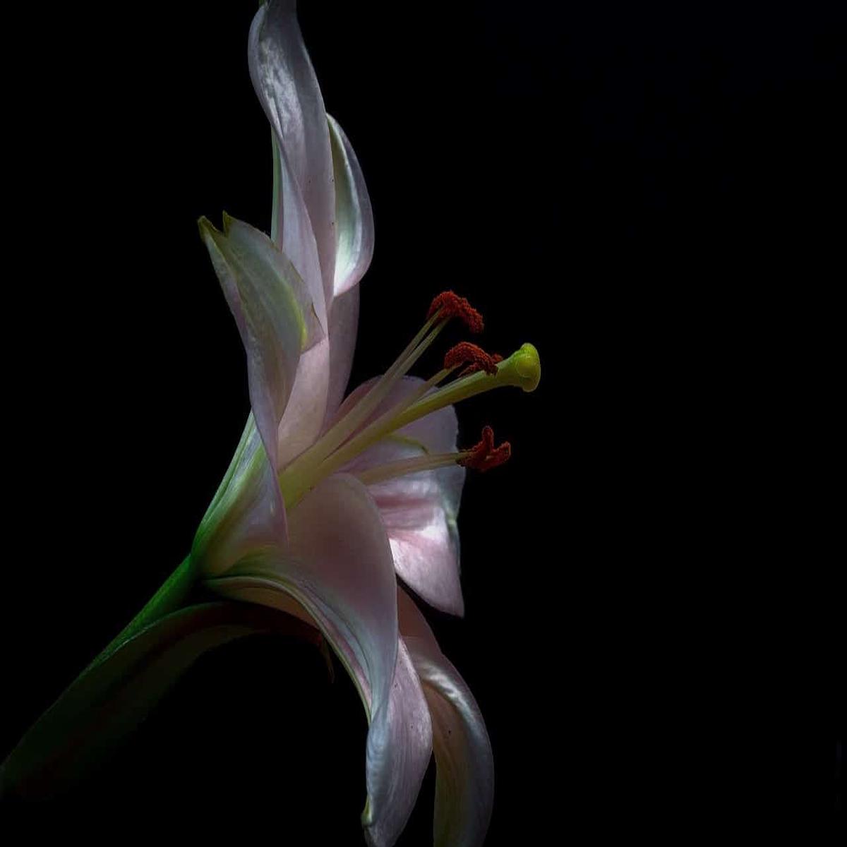 Ash Amaryllis Flower Seeds for Planting Heirloom, Non-GMO, High Germination Organic Garden Seeds