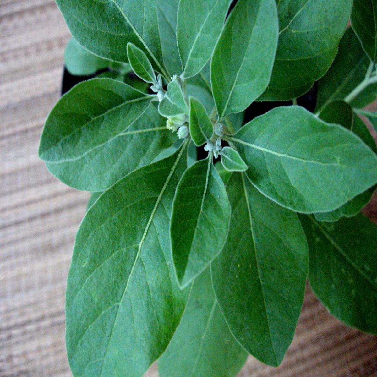 Ashwagandha Withania Herb Seeds Heirloom, Non-GMO Seeds for Seasonal Garden Planting