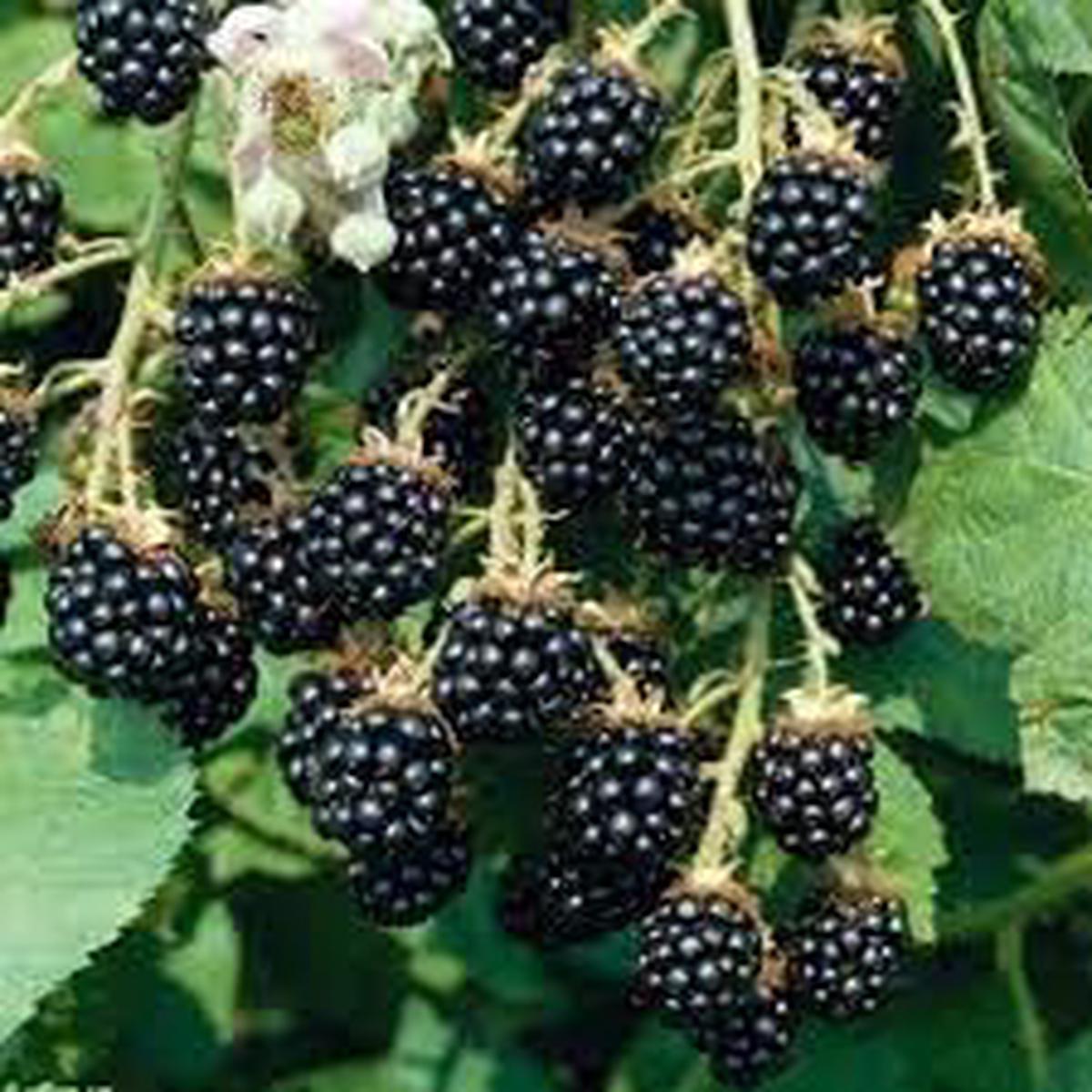 Blackberry fruit seeds for planting Heirloom & Non-GMO garden seeds, sweet juicy berries for home gardens