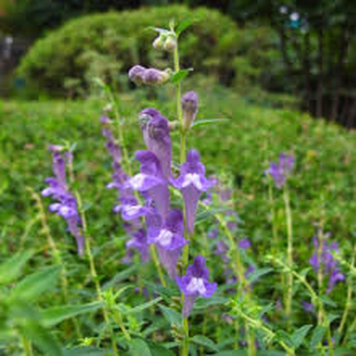 Blue Skullcap Flower Seeds for Planting | Heirloom Non-GMO High Germination