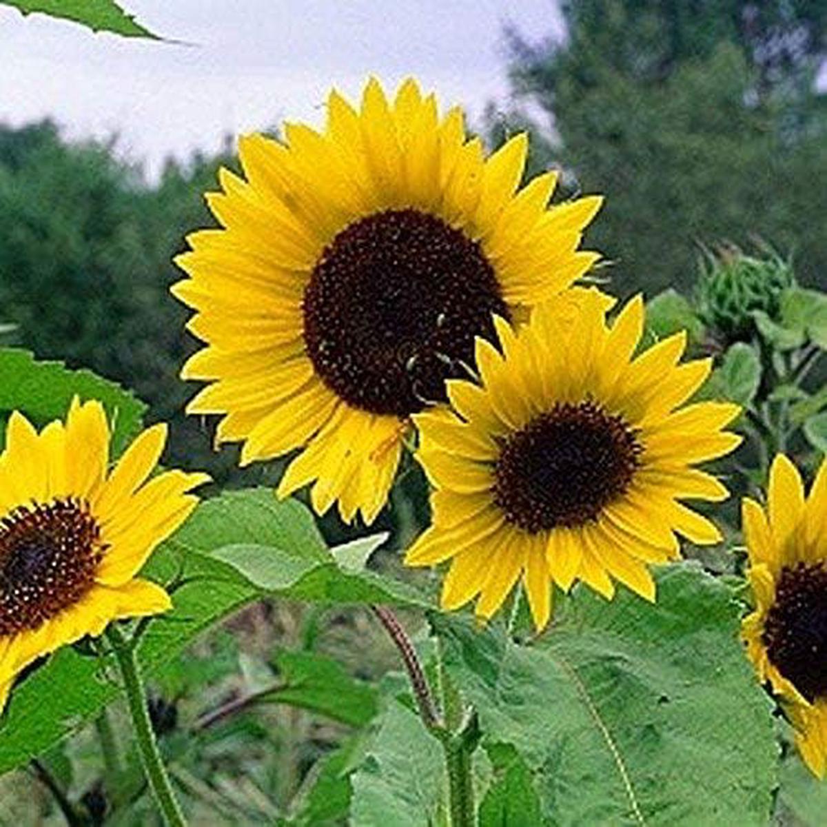 Dwarf Grey Striped Sunflower Seeds for Planting Compact, Beautiful, Easy Grow Non-GMO Garden Sunflowers