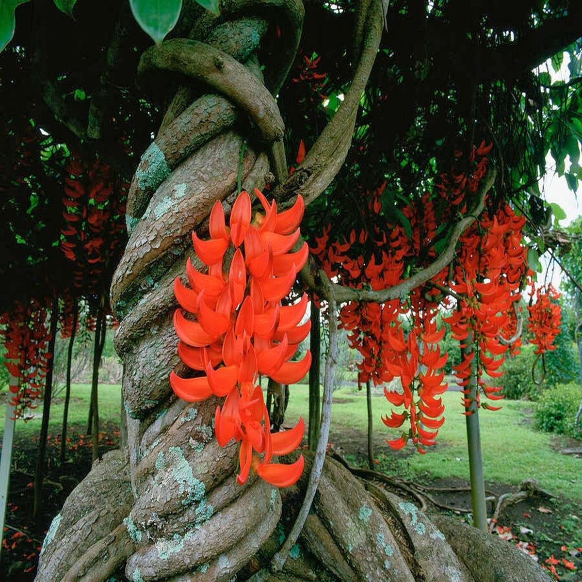 Light Orange Strongylodon Macrobotrys Seeds for Planting Heirloom Non-GMO High Germination