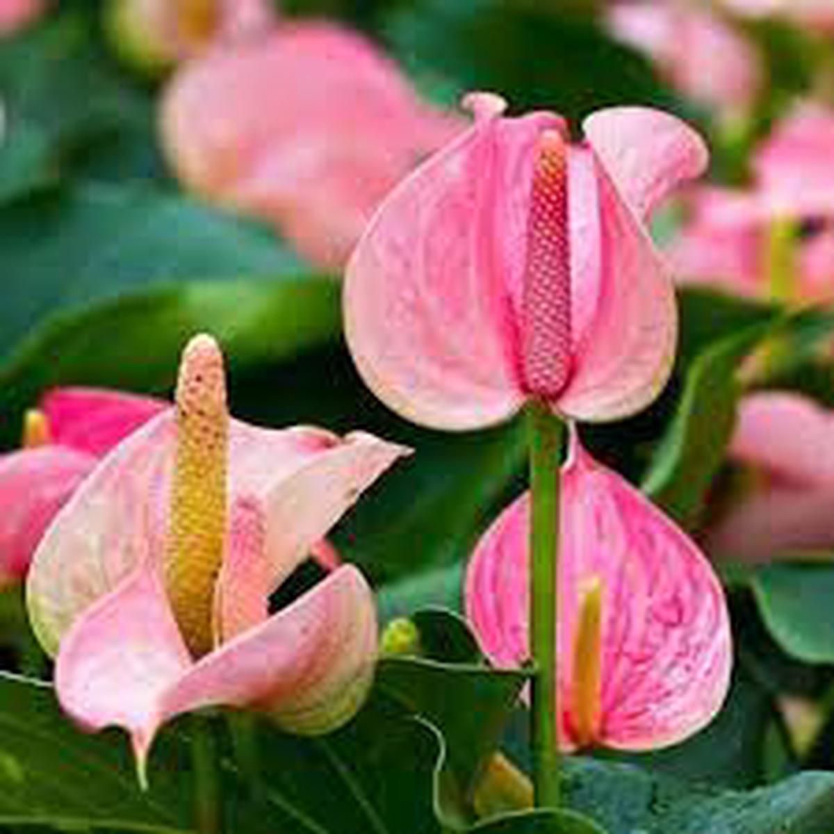 Pink Anthurium Andraeanum Flower Seeds for Planting Heirloom, Non-GMO, Long Bloom, High Germination