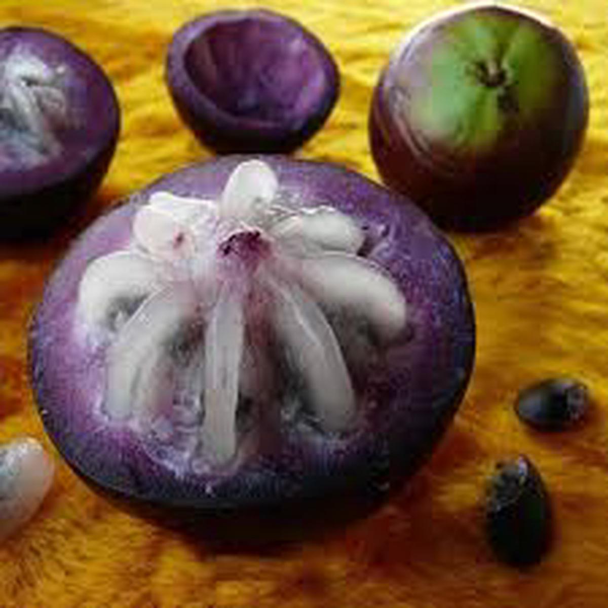 Purple Star Apple fruit seeds for planting - Heirloom & Non-GMO Garden seeds