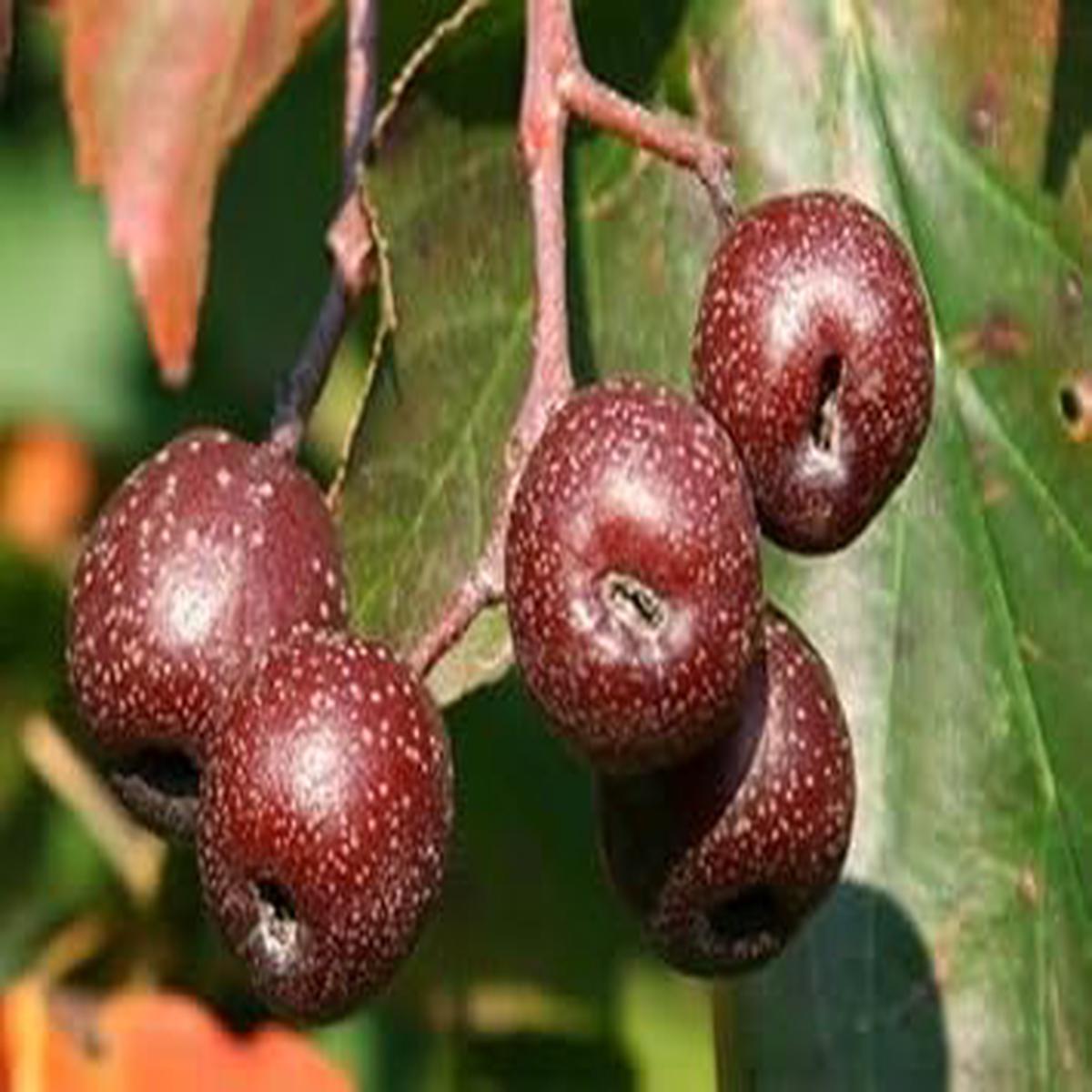 Sorbus fruit seeds for planting - Heirloom & Non-GMO Garden seeds