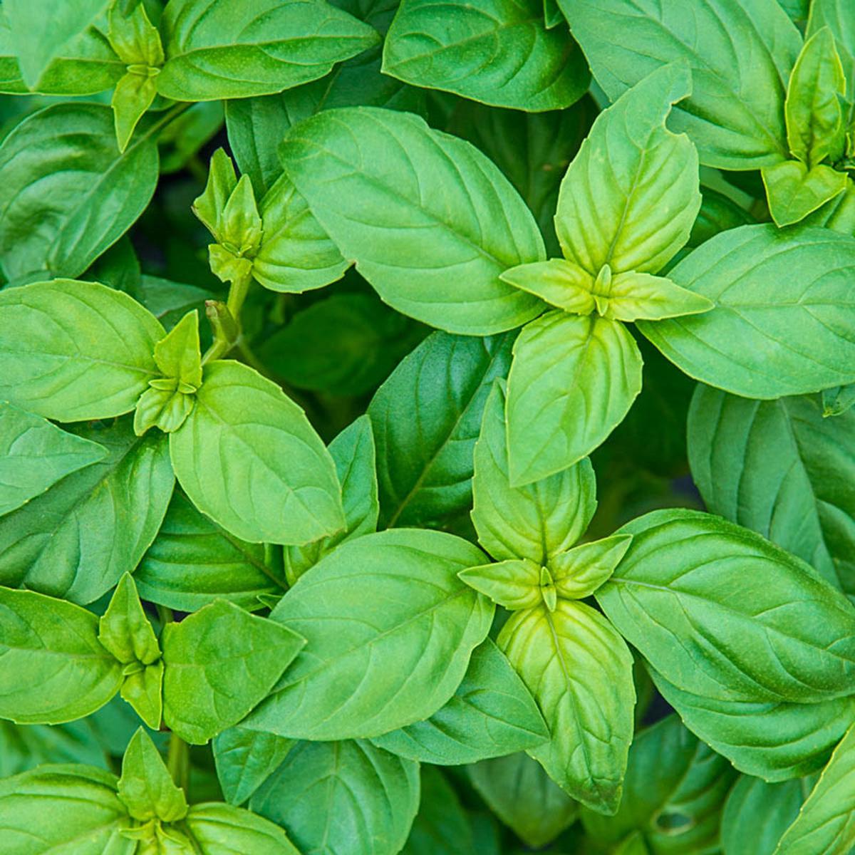 Sweet Basil Herb Seeds for Planting  Heirloom & Non-GMO Essential for Culinary & Medicinal Gardens