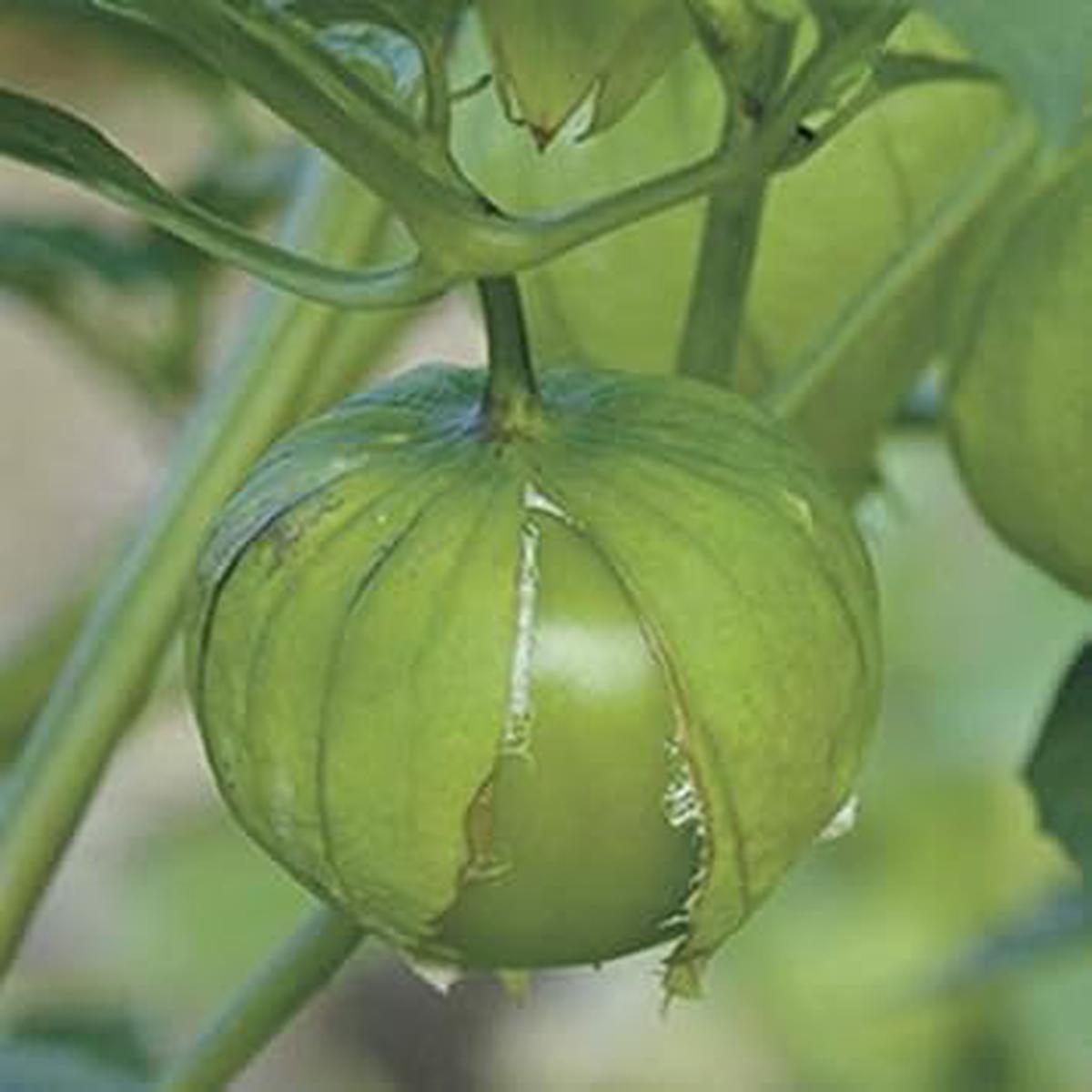 Tomatillo Seeds for Planting Heirloom & Non-GMO Husk Tomato Salsa Variety