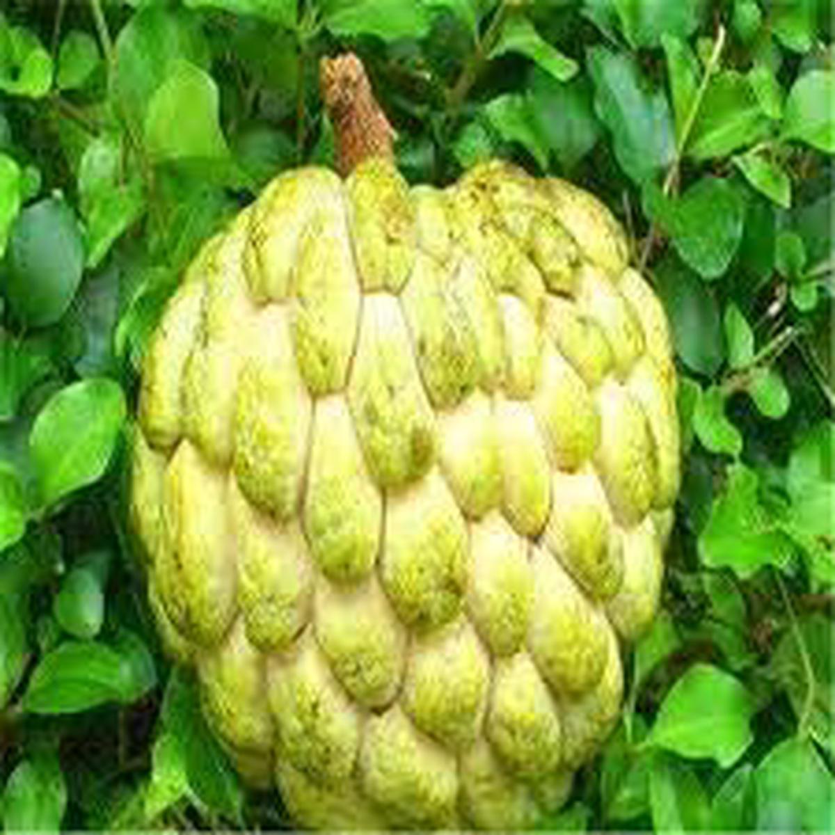 Tropical Yellow Soursop fruit seeds for planting- Heirloom & NonGMO Garden seeds