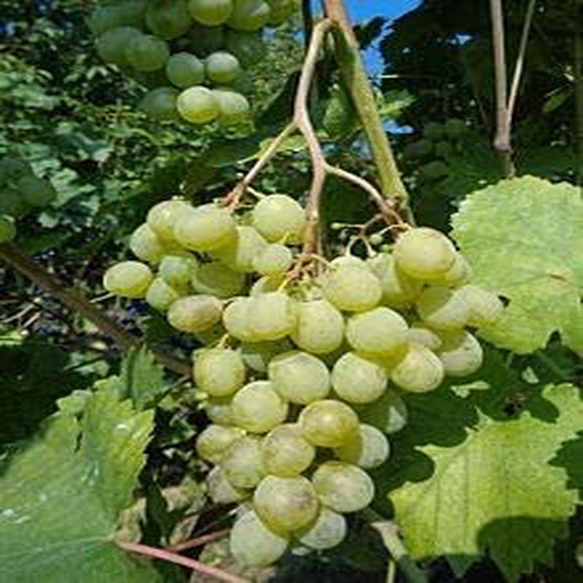 White Muscat Grape Vitis Vinifera Fruit Seeds Heirloom, Non-GMO Seeds for Aromatic Backyard Planting