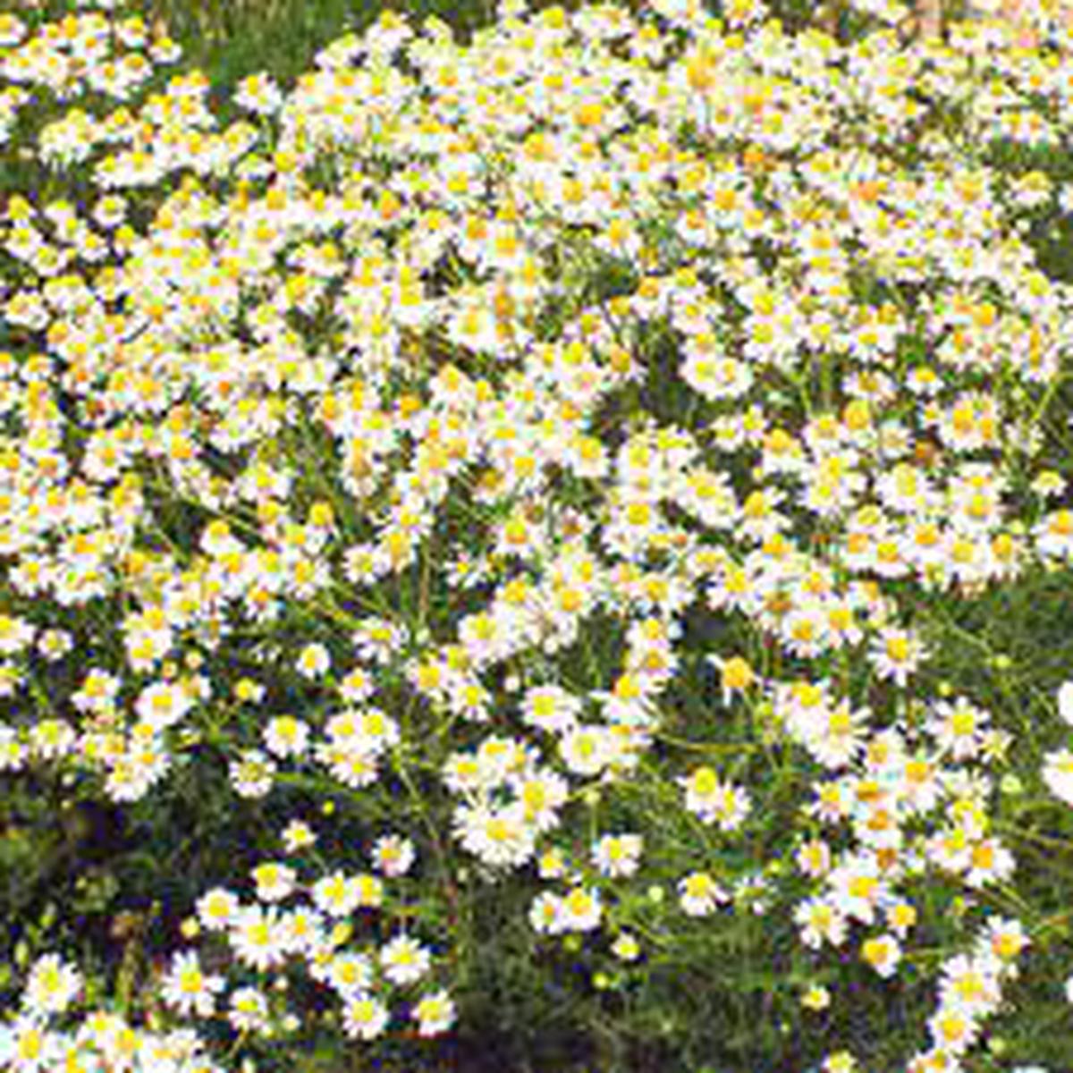 Wild Chamomile Seeds for Planting Heirloom, Non-GMO Medicinal Herb for Tea & Relaxation Gardens