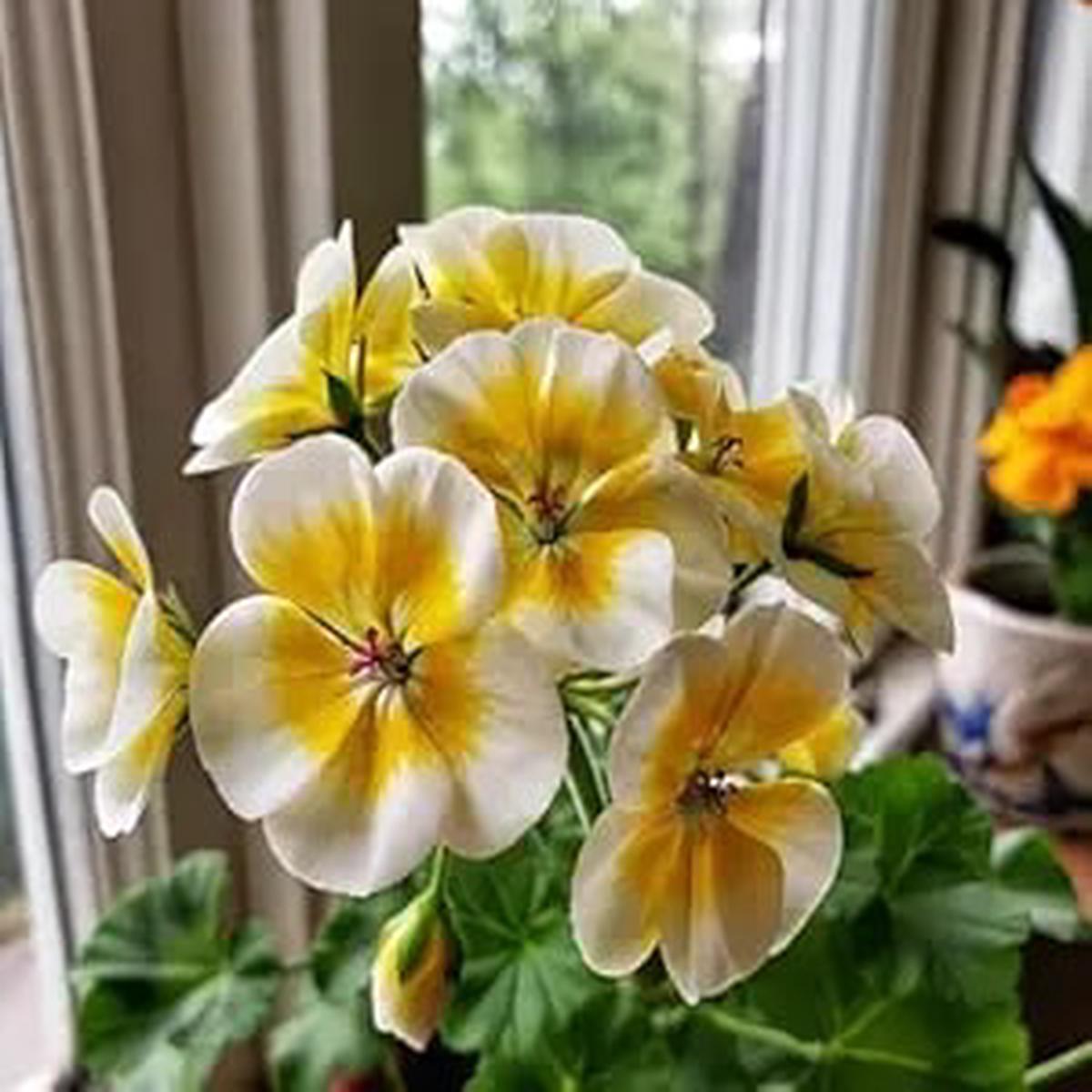 Yellow White Geranium Flower Seeds for Planting Heirloom, Non-GMO, High Germination Organic Garden Seeds