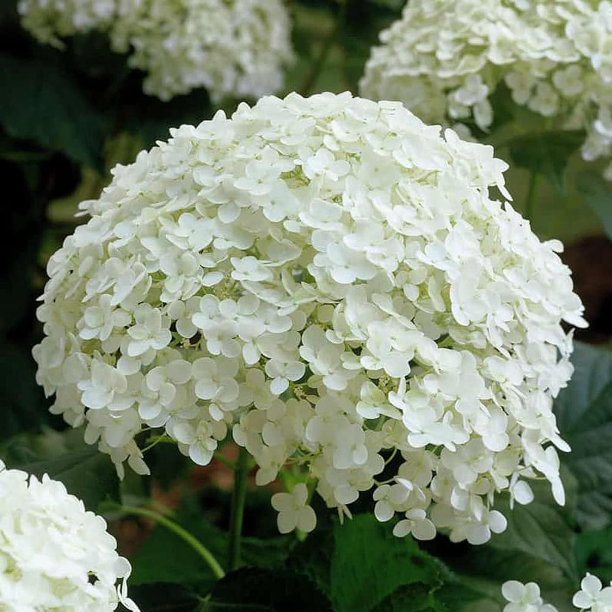 Annabelle Flower Seeds for Planting Heirloom, Non-GMO, High Germination Garden Seeds