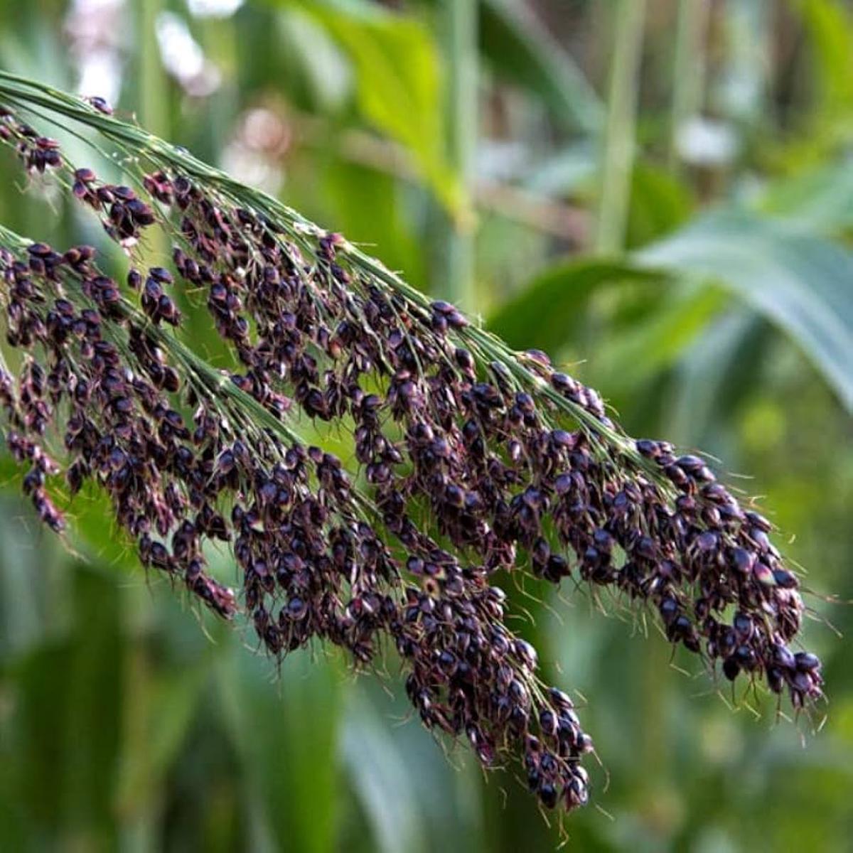 Black Amber Sorghum Herb Seeds for Planting Heirloom, Non-GMO Premium Seeds for Robust Gardens