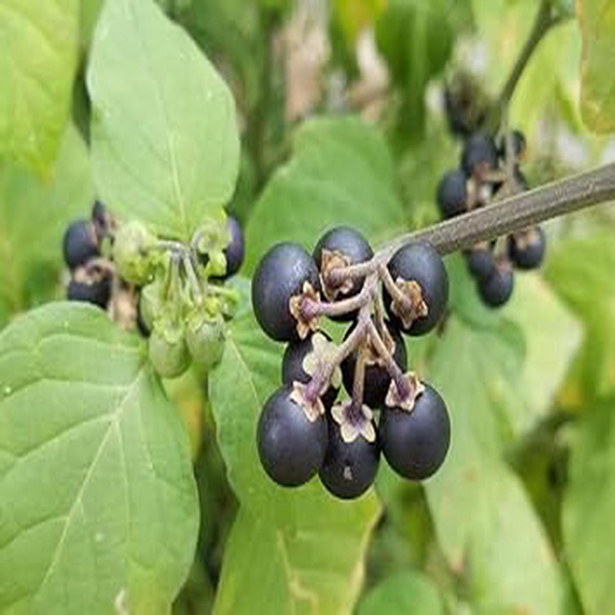 Black Currant Fruit Seeds for Planting  Heirloom, Non-GMO Seeds for Dark Nutritious Berry Bushes