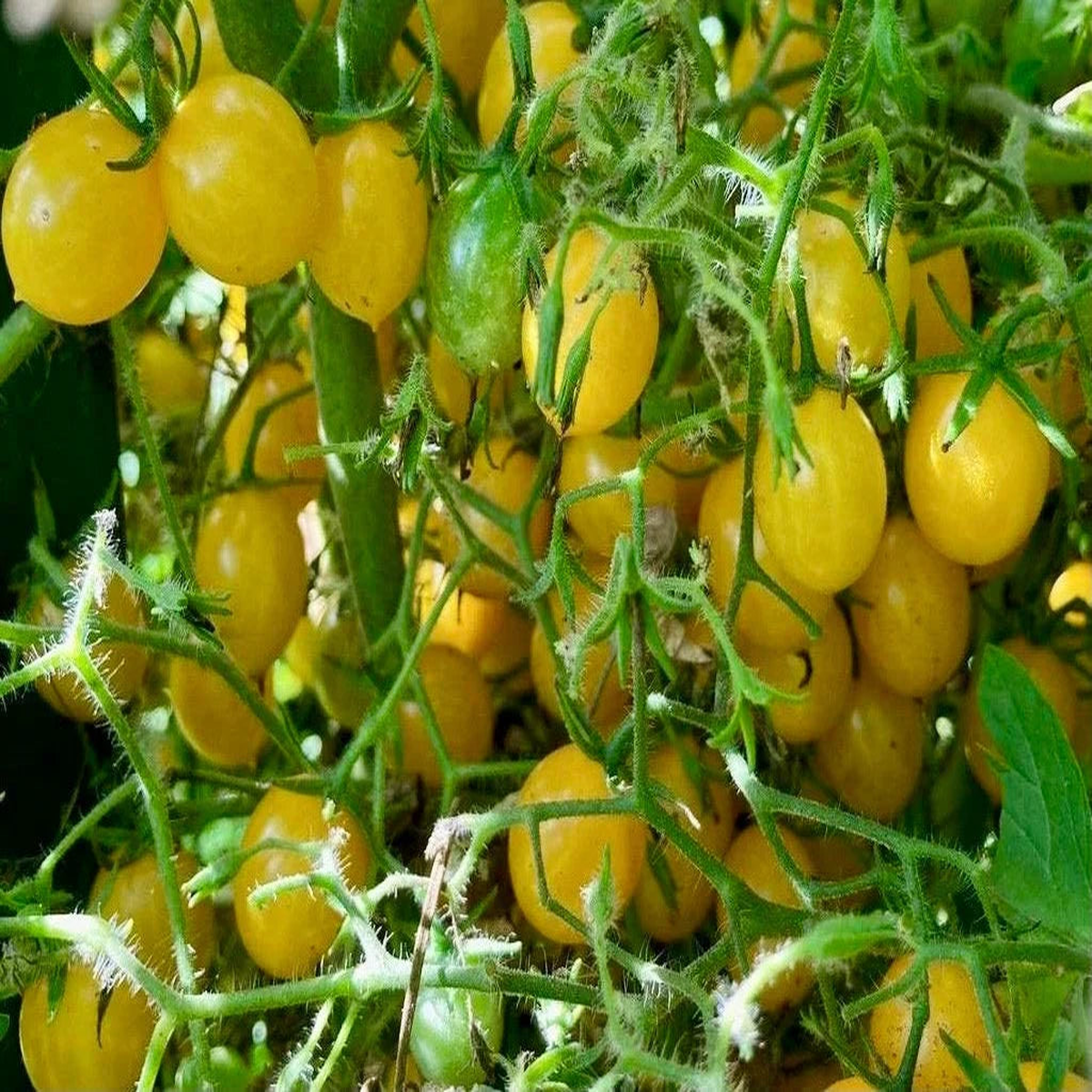 Blondkopfchen Cherry Tomato Seeds for Planting  Heirloom & Non-GMO, High Germination Organic Seeds for Sweet Home Harvests