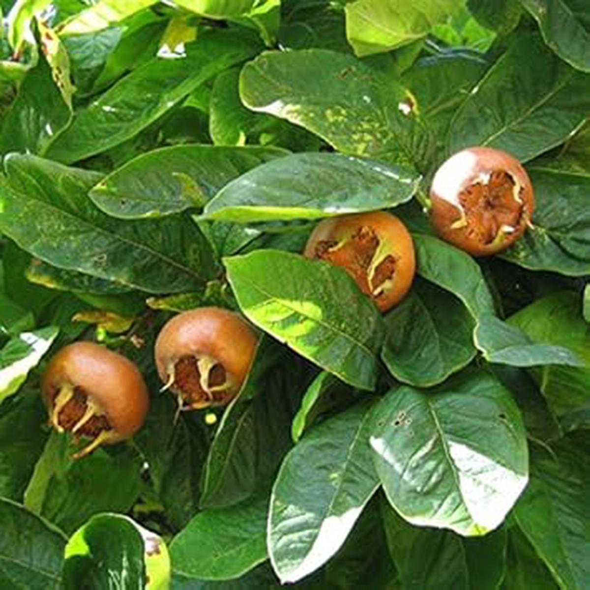 Brown Medlar fruit seeds for planting - Heirloom & Non-GMO garden seeds for rare sweet harvests