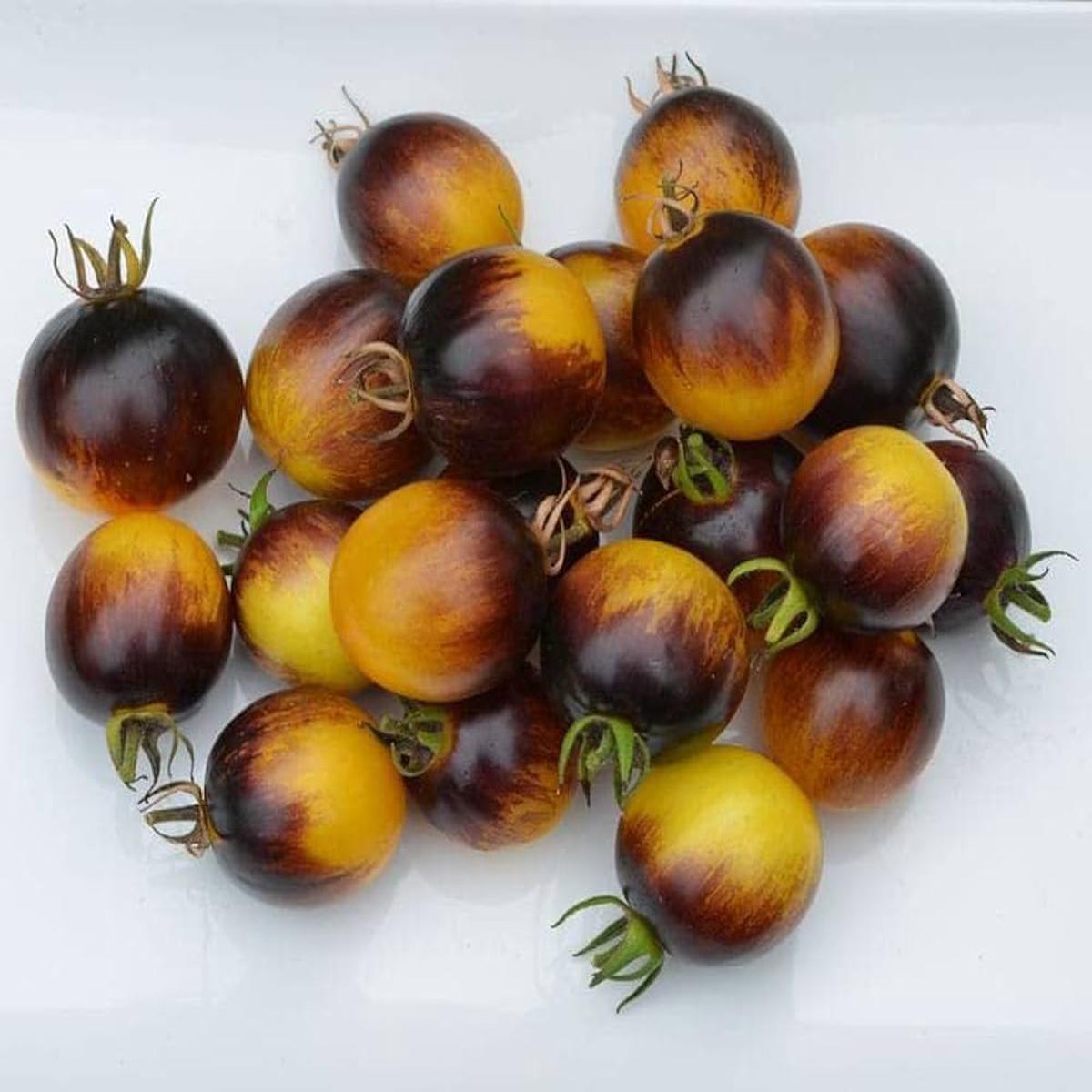 Brown Yellow Tomato Seeds for Planting - Heirloom Non-GMO Organic Garden Seeds, High Germination, Unique Colorful Variety