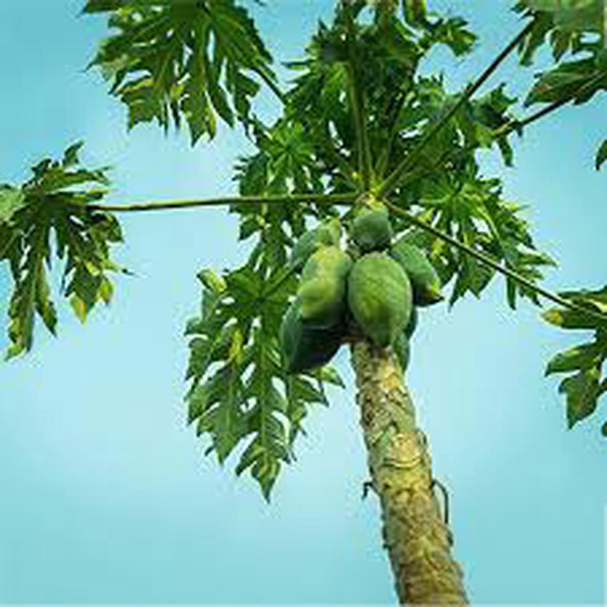 Carica Papaya fruit seeds for planting - Heirloom & Non-GMO Garden seeds