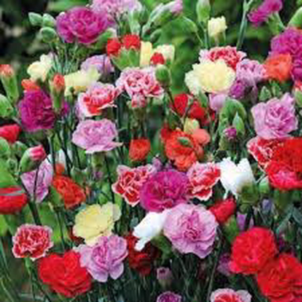 Carnation Double Mix Flower Seeds  Heirloom, Non-GMO, Vibrant Garden Blooms