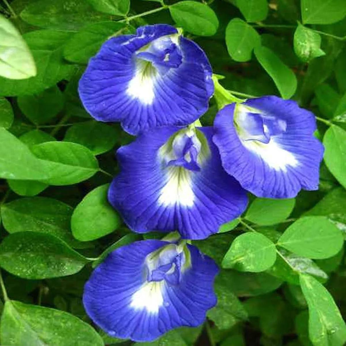 Clitoria Flower Seeds for Planting Heirloom, Non-GMO, Bright Bloom Garden Seeds