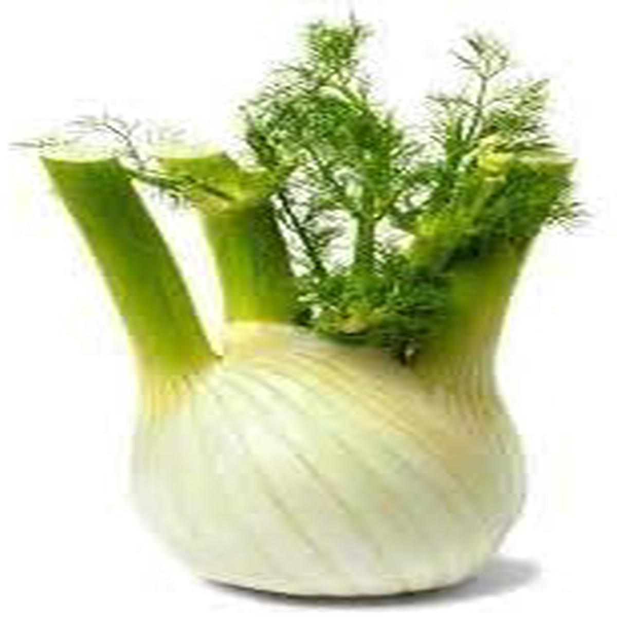 Fennel Seeds for Planting Heirloom & Non-GMO Herb Seeds for Aromatic Bulbs and Medicinal Gardens