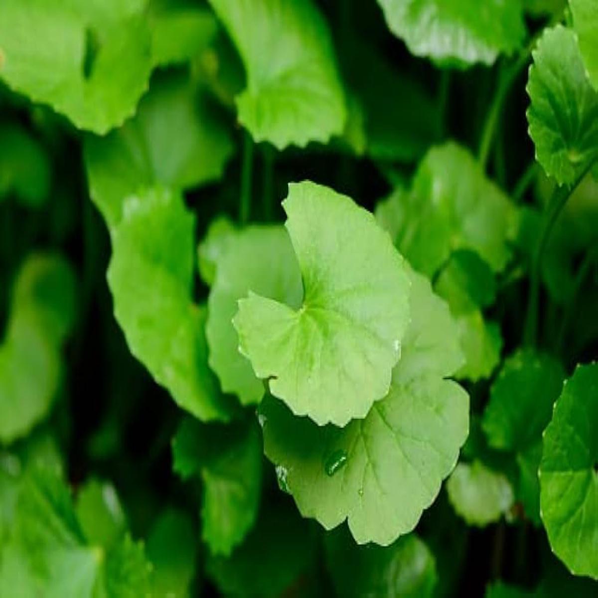 Gotu Kola (Centella asiatica) Seeds for Planting  Heirloom, Non-GMO Medicinal Herb for Brain Health, Skin & Wellness Gardens