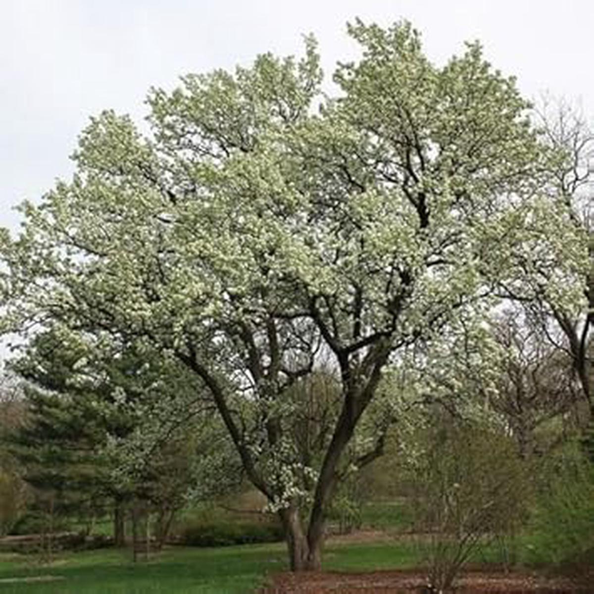 Green Manchurian Flowering Tree Seeds for Planting Heirloom, Non-GMO, High Germination Organic Garden Seeds