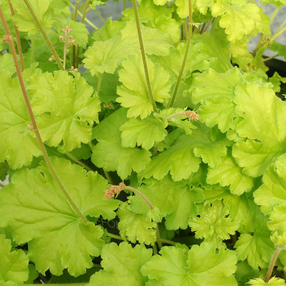 Light Green Geranium Flower Seeds for Planting Heirloom, Non-GMO, High Germination Cottage Garden Seeds