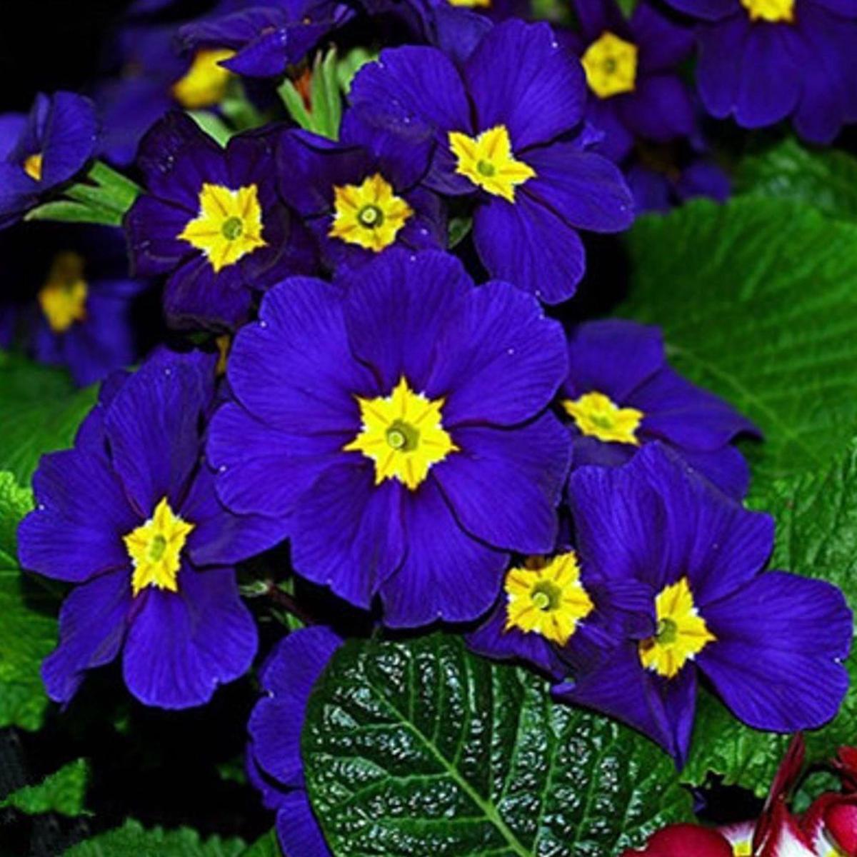 Primula Acaulis Flower Seeds for Planting Heirloom, Non-GMO, High Germination Organic Garden Seeds