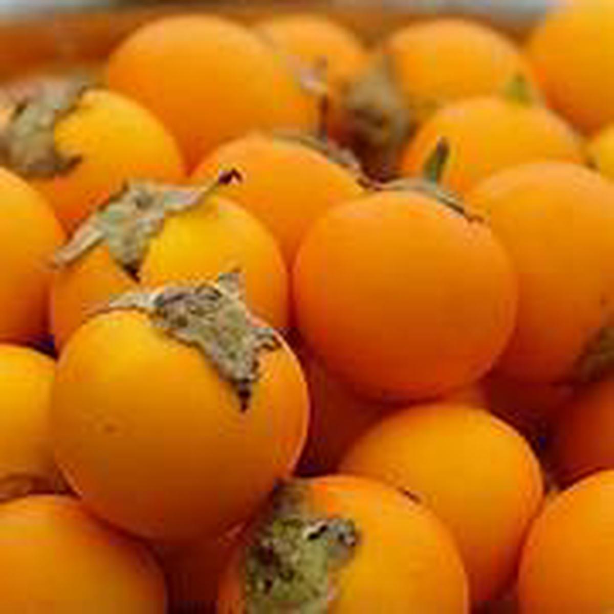 Solanum fruit seeds for planting  Heirloom & Non-GMO flavorful nightshade garden seeds