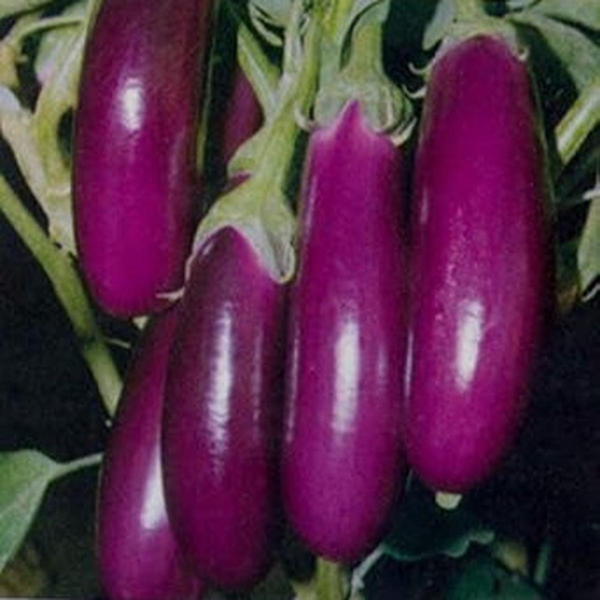Violet Eggplant fruit seeds for planting - Heirloom & Non-GMO Garden seeds