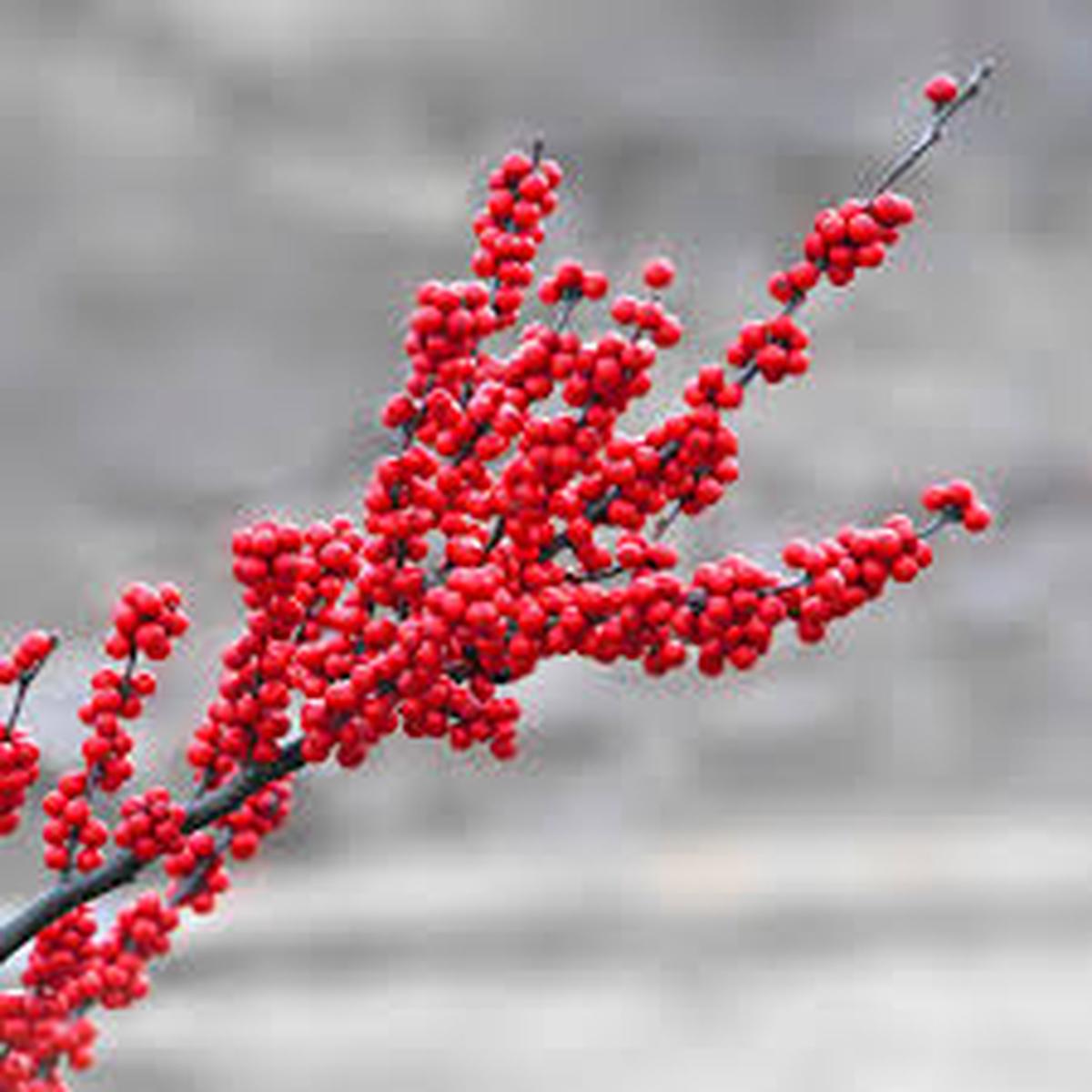 Winterberry Holly fruit seeds for planting Heirloom & Non-GMO garden seeds, ornamental berry shrub variety
