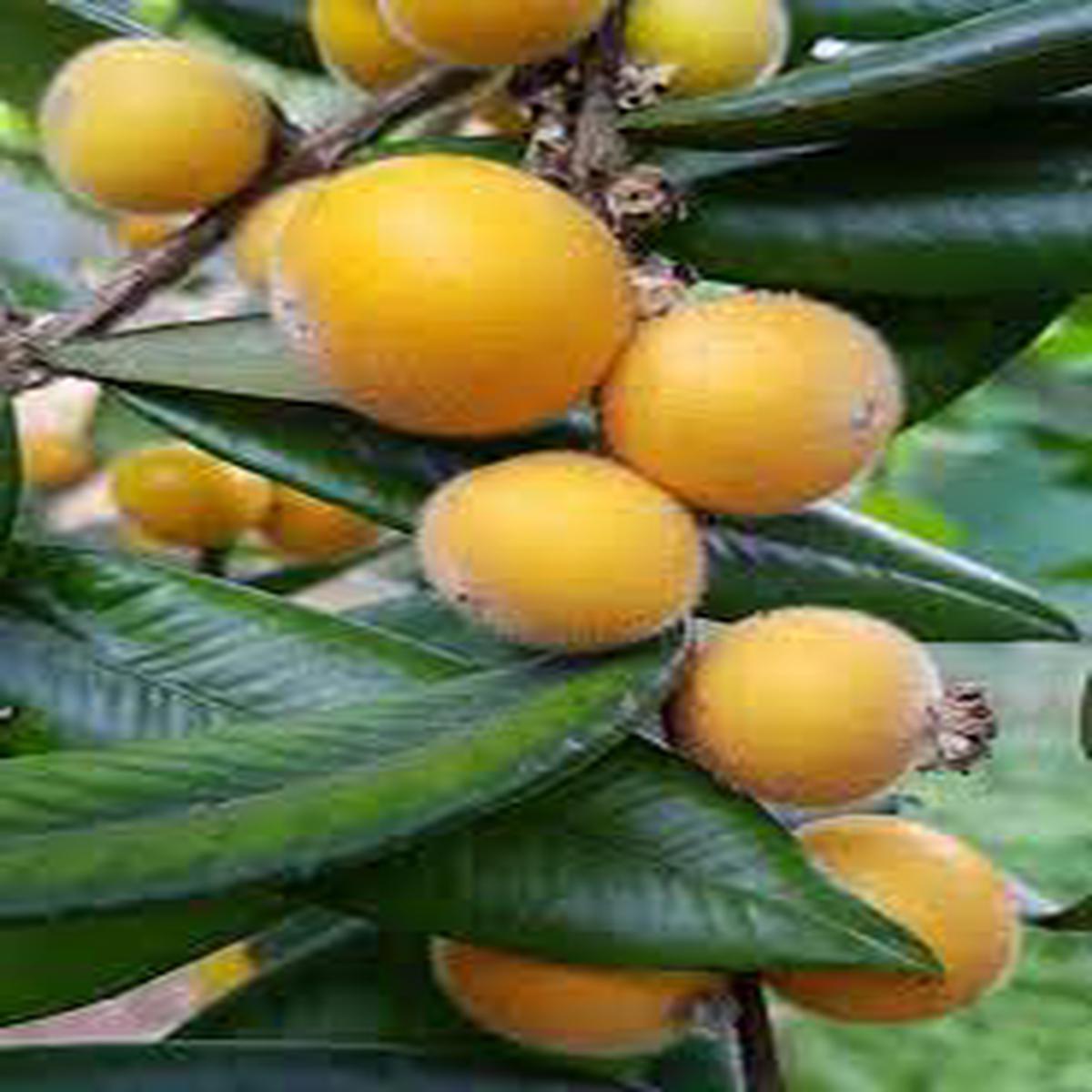 Yellow Jabuticaba fruit seeds for planting - Heirloom & Non-GMO Garden seeds