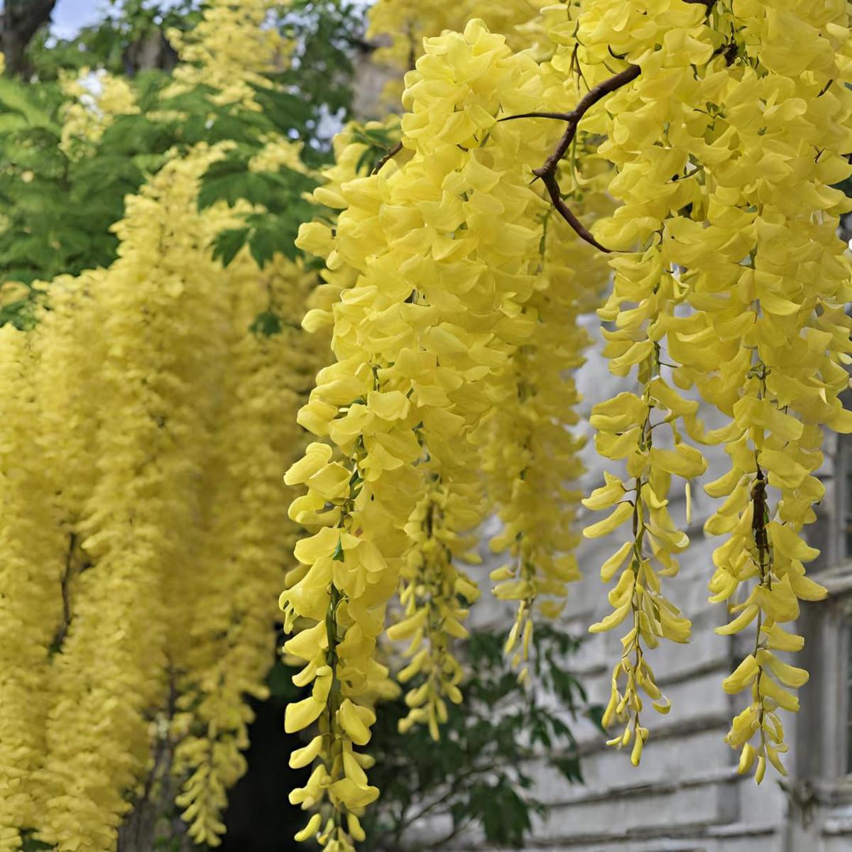 Yellow Wisteria Flower Seeds for Planting Heirloom, Non-GMO, Organic Garden Seeds
