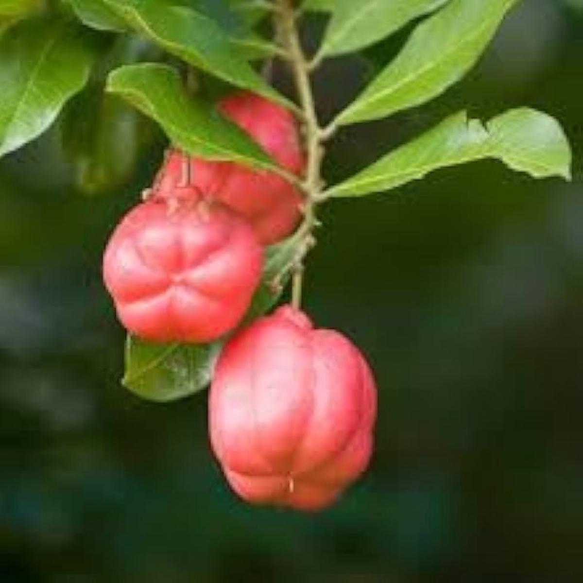Ackee Fruit Seeds for Garden Planting Heirloom Non-GMO High Germination Organic Garden Seeds