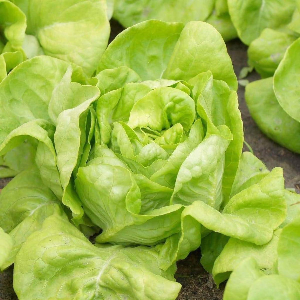 Boston Butterhead Vegetable Seeds for Planting heirloom & non-GMO, soft leafy greens for gourmet salads 100 pcs