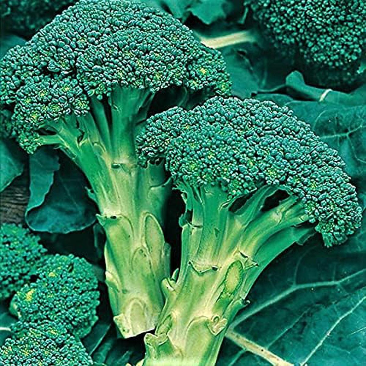 Calabrese Broccoli Seeds for Planting Heirloom, Non-GMO Green Sprouting Broccoli for Home Garden & Organic Growing