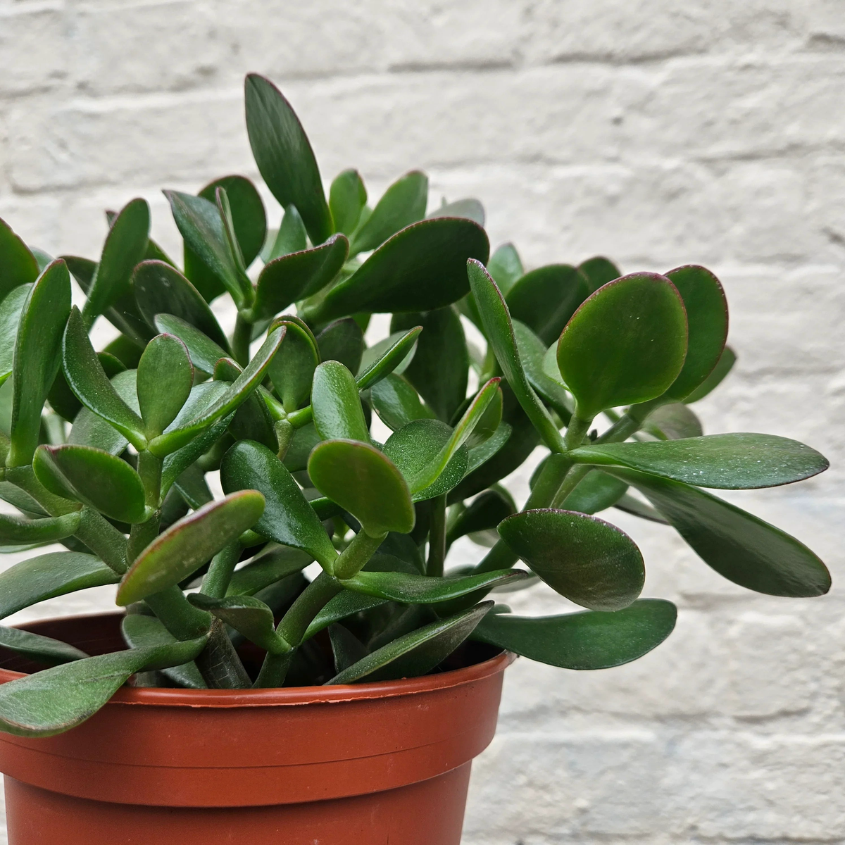 Crassula Flower Seeds for Planting | Heirloom Non-GMO High Germination